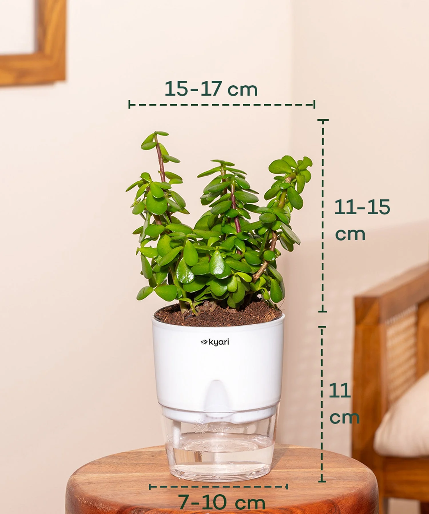 Aralia Green Plant , Green Money Varigated Plant & Lucky Jade Plant Combo - Image 6