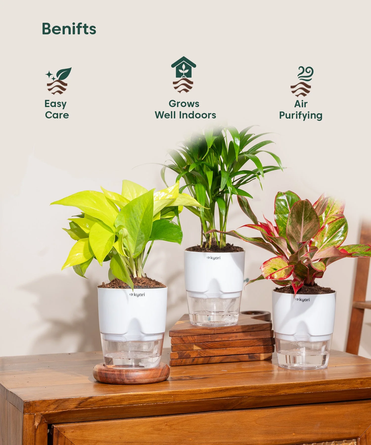 Areca Palm, Aglaonema Lipstick & Golden Money Plant Combo - Image 3