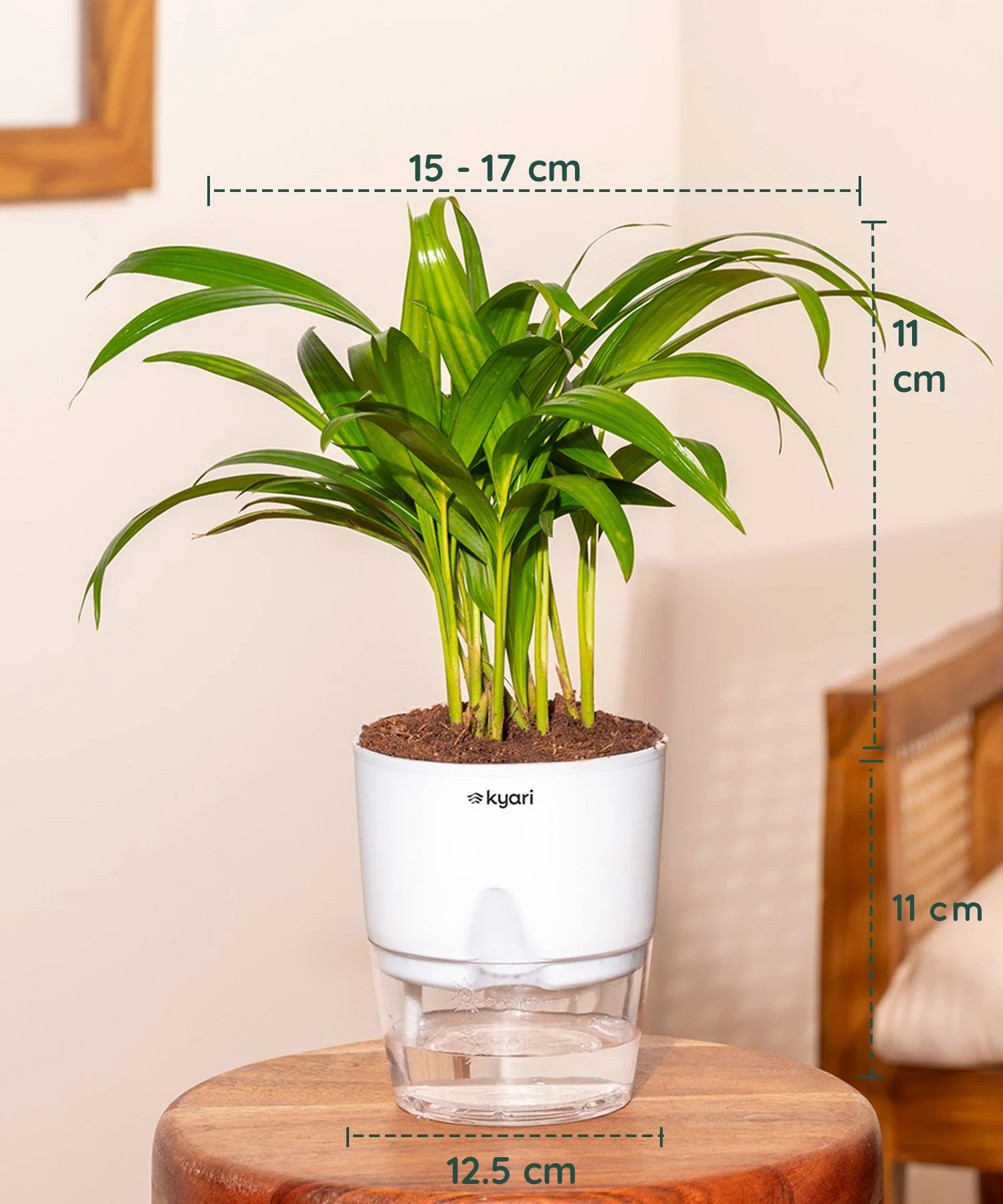Areca Palm, Aglaonema Lipstick & Golden Money Plant Combo - Image 4