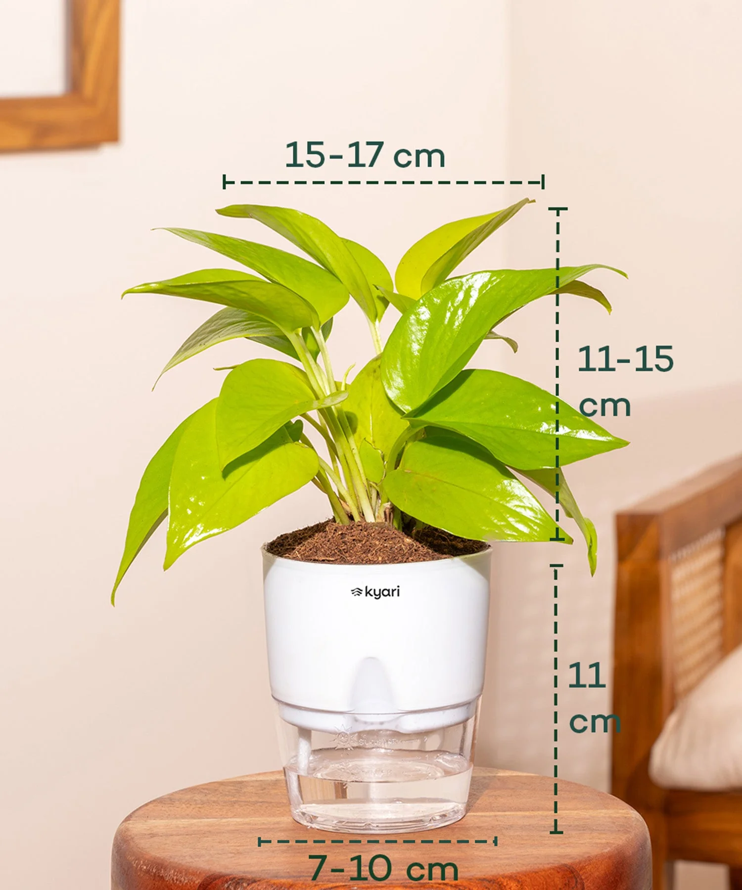 Areca Palm, Aglaonema Lipstick & Golden Money Plant Combo - Image 6