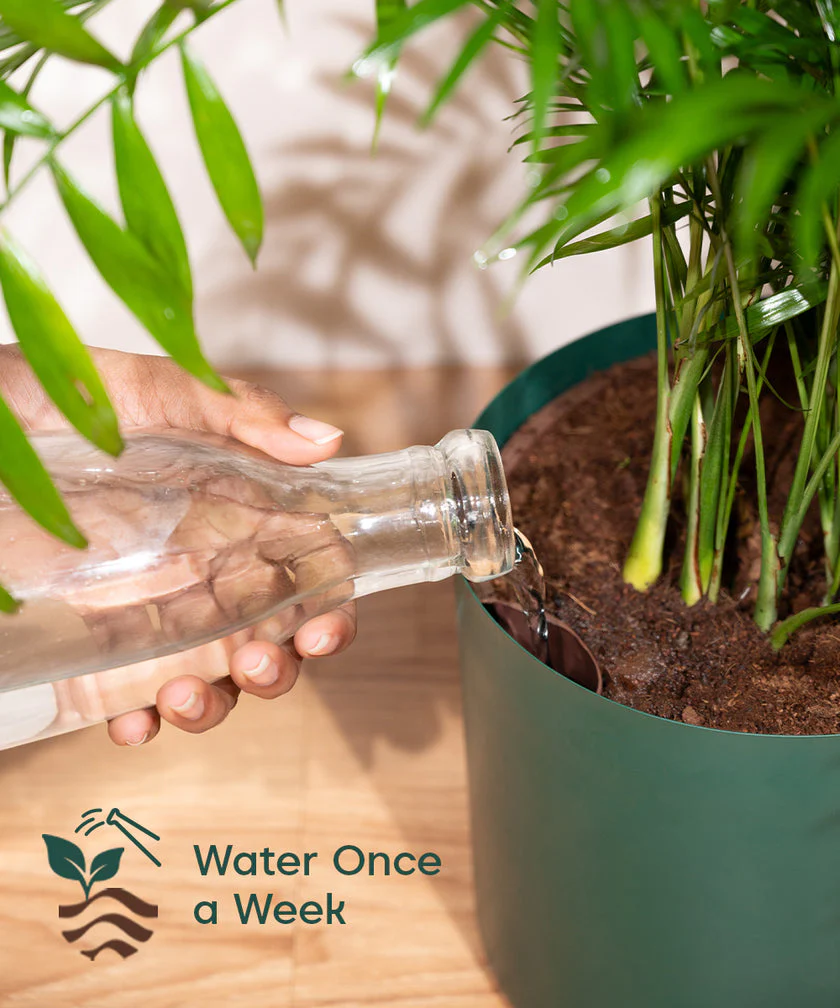 Areca Palm with Large Metal Self Watering Pot_ - Image 11