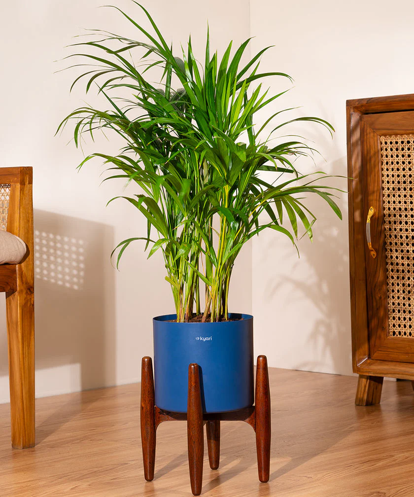 Areca Palm with Large Metal Self Watering Pot_ - Image 111