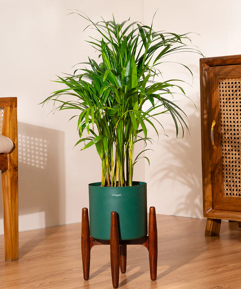 Areca Palm with Large Metal Self Watering Pot_ - Image 121
