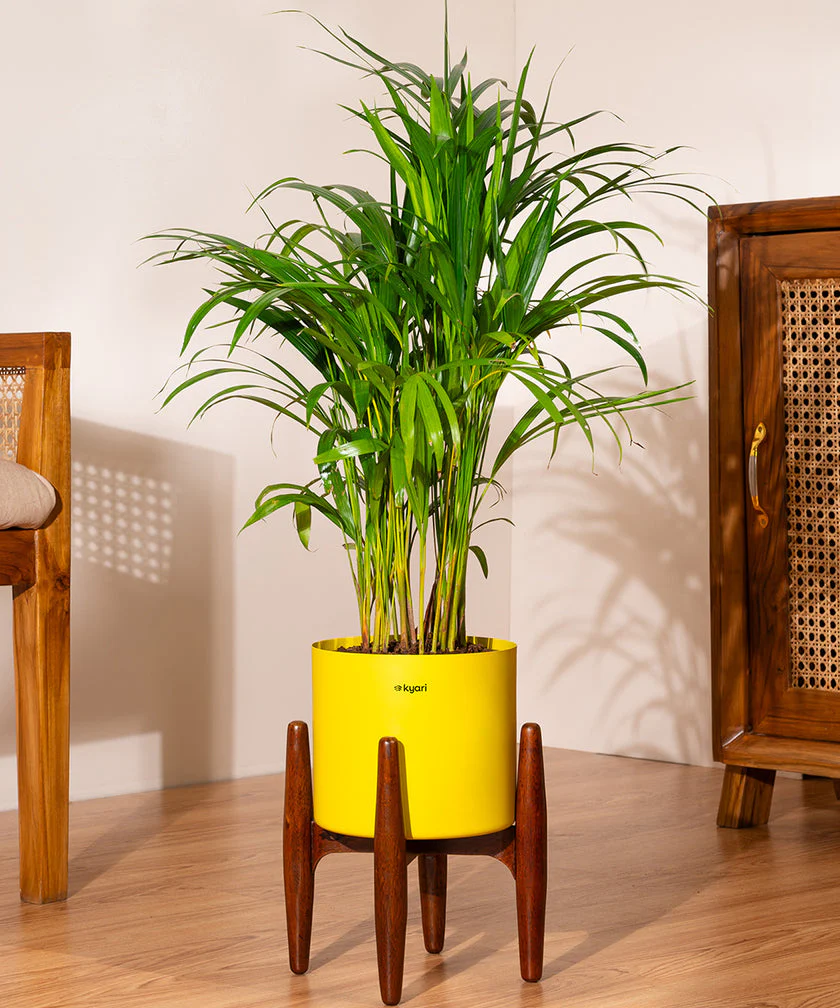 Areca Palm with Large Metal Self Watering Pot_ - Image 131