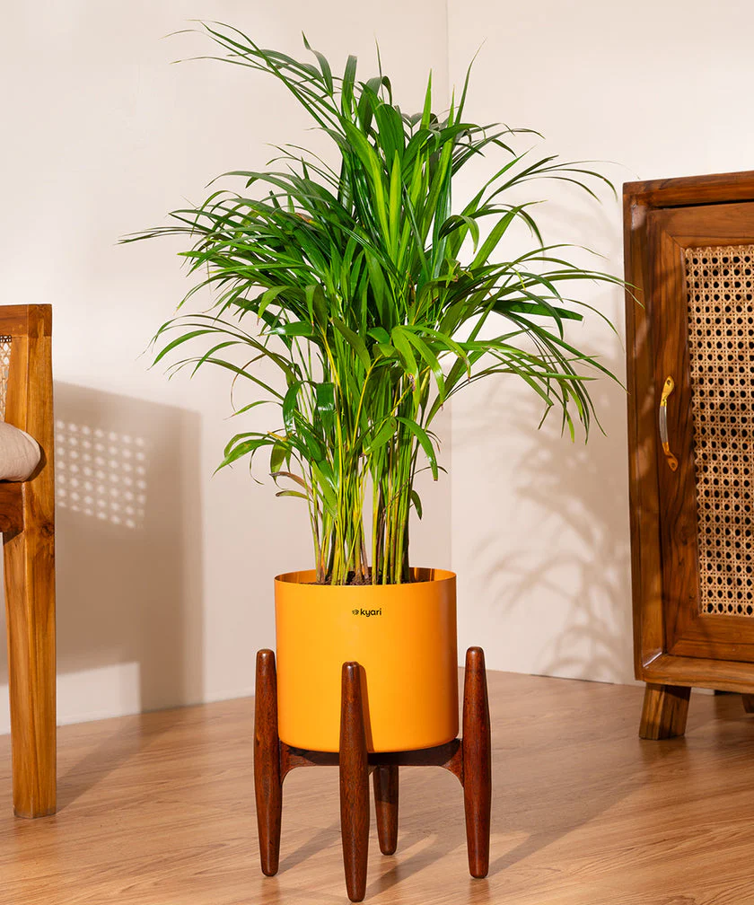 Areca Palm with Large Metal Self Watering Pot_ - Image 134