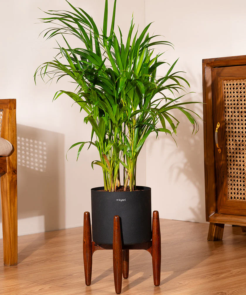 Areca Palm with Large Metal Self Watering Pot_ - Image 191