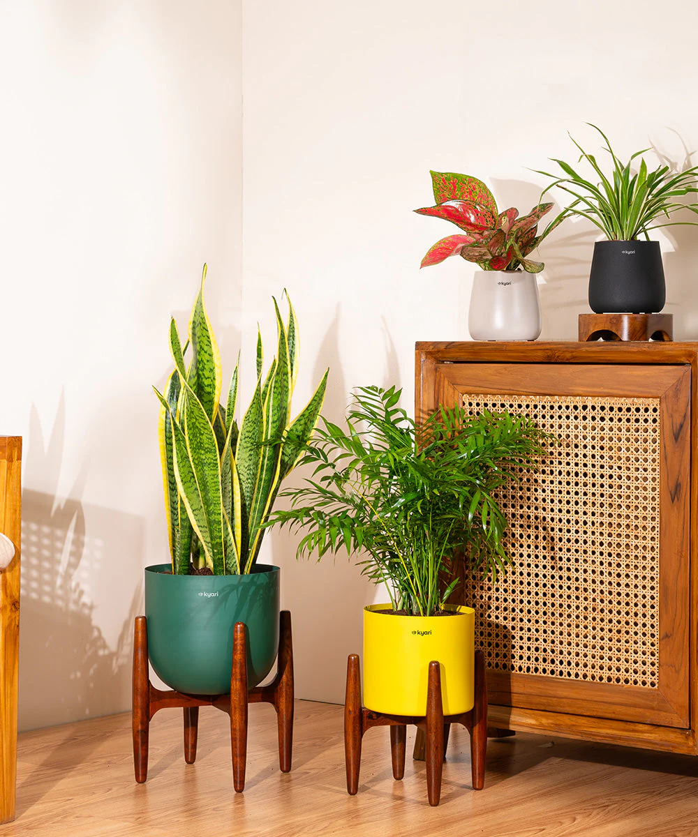 Areca Palm with Large Metal Self Watering Pot_ - Image 4