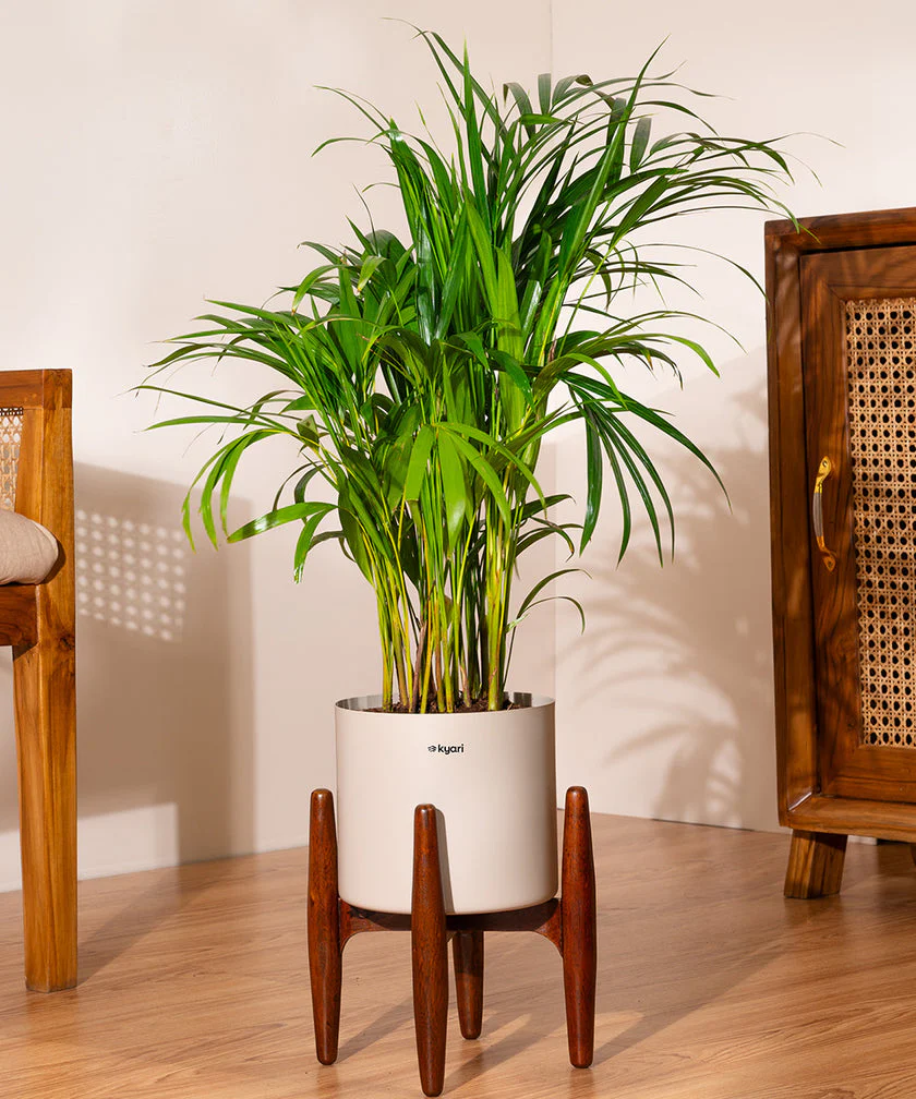 Areca Palm with Large Metal Self Watering Pot_ - Image 53
