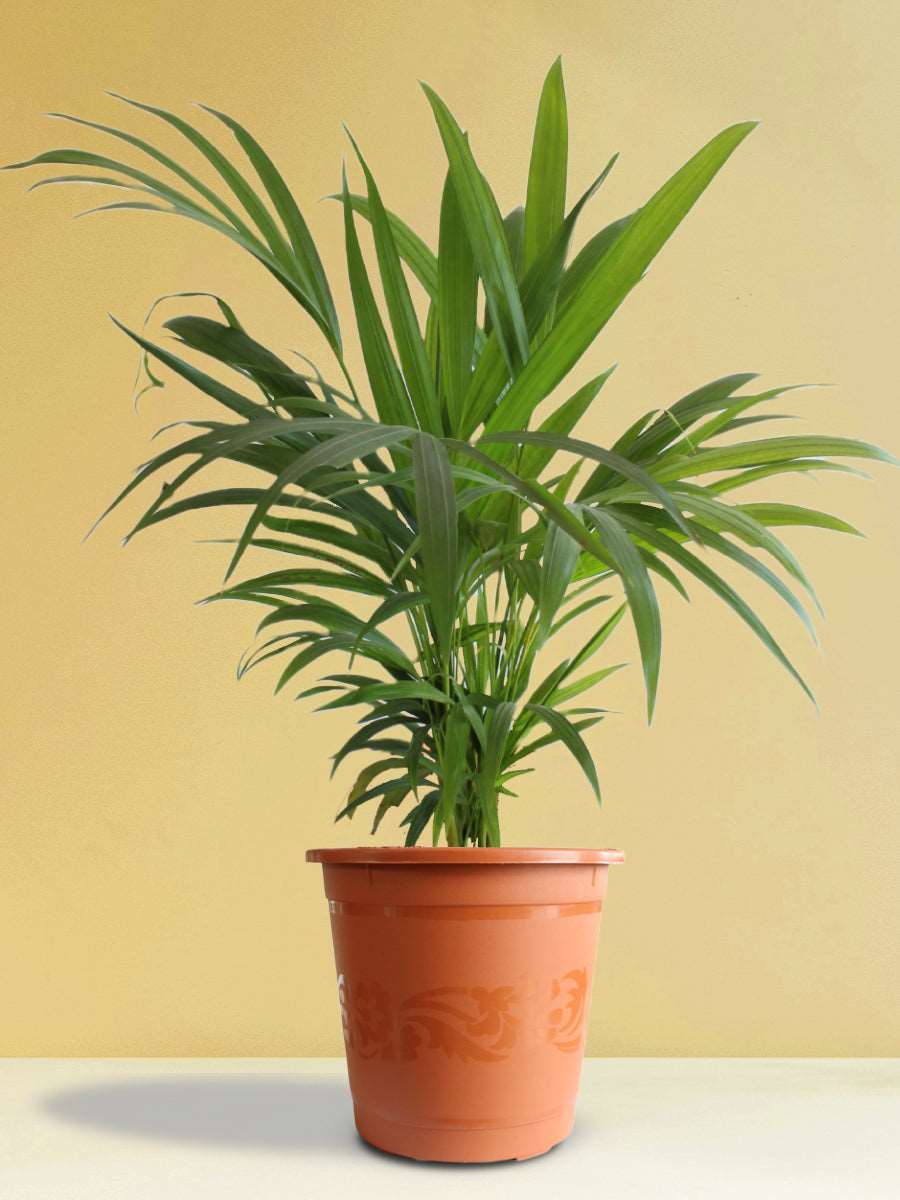 Areca Palm (X-Large) - Image 5