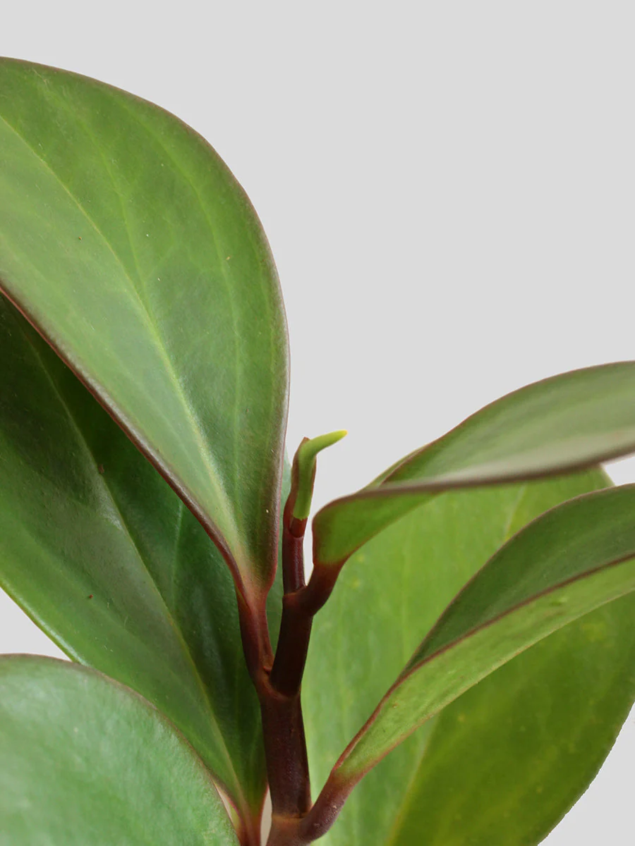 Baby Rubber Red Edge (Small) in Eco Pot - Image 2