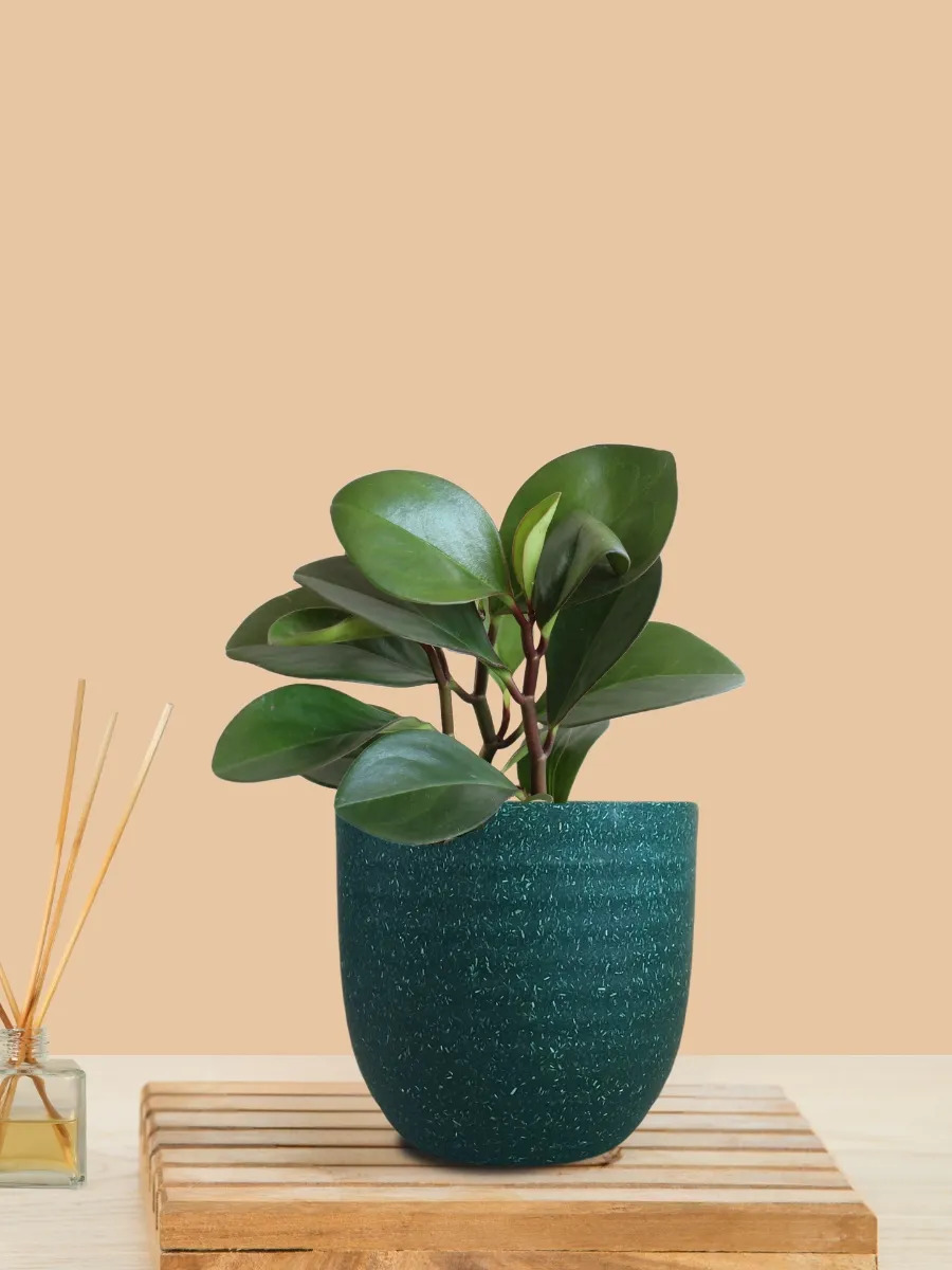 Baby Rubber Red Edge (Small) in Eco Pot - Image 6