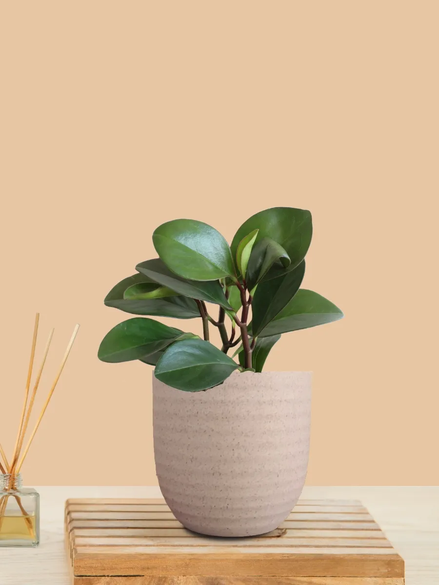 Baby Rubber Red Edge (Small) in Eco Pot - Image 8