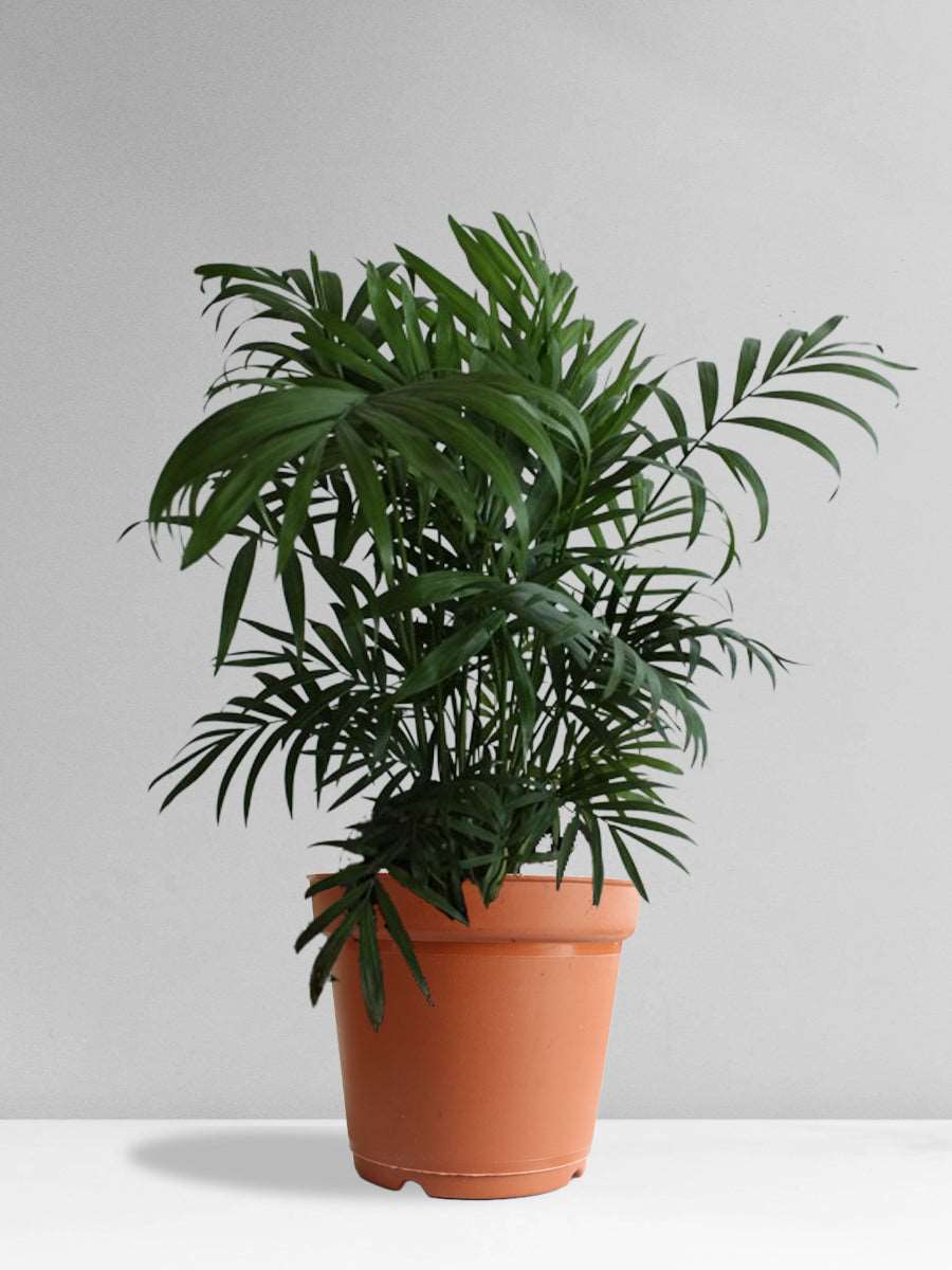 Bamboo Palm (Large)