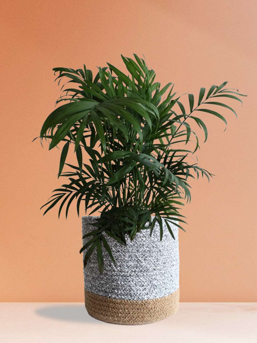 Bamboo Palm (Large) - Image 5
