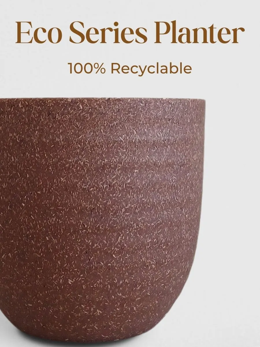 Birkin Philodendron Plant (Small) in Eco Pot - Image 4