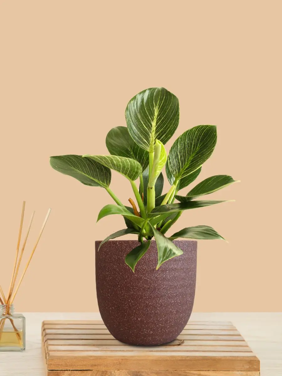Birkin Philodendron Plant (Small) in Eco Pot - Image 9