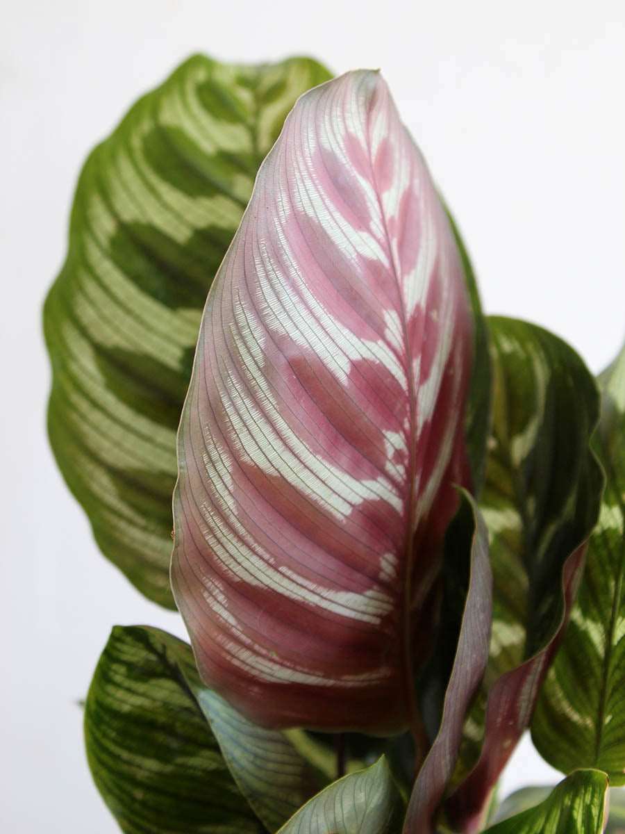 Calathea Peacock (Large) - Image 2