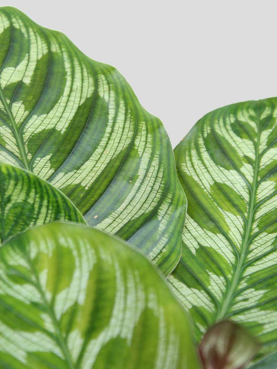 Calathea Peacock (Large) - Image 3