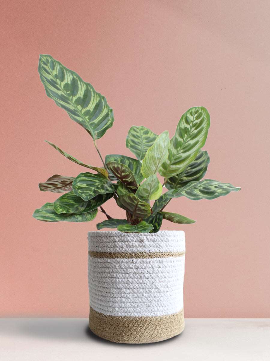 Calathea Peacock (Large) - Image 9