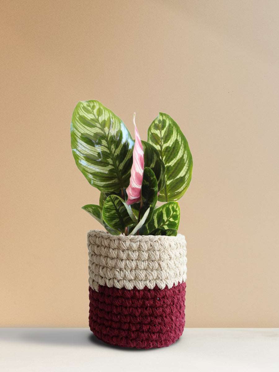 Calathea Peacock (Medium) - Image 10
