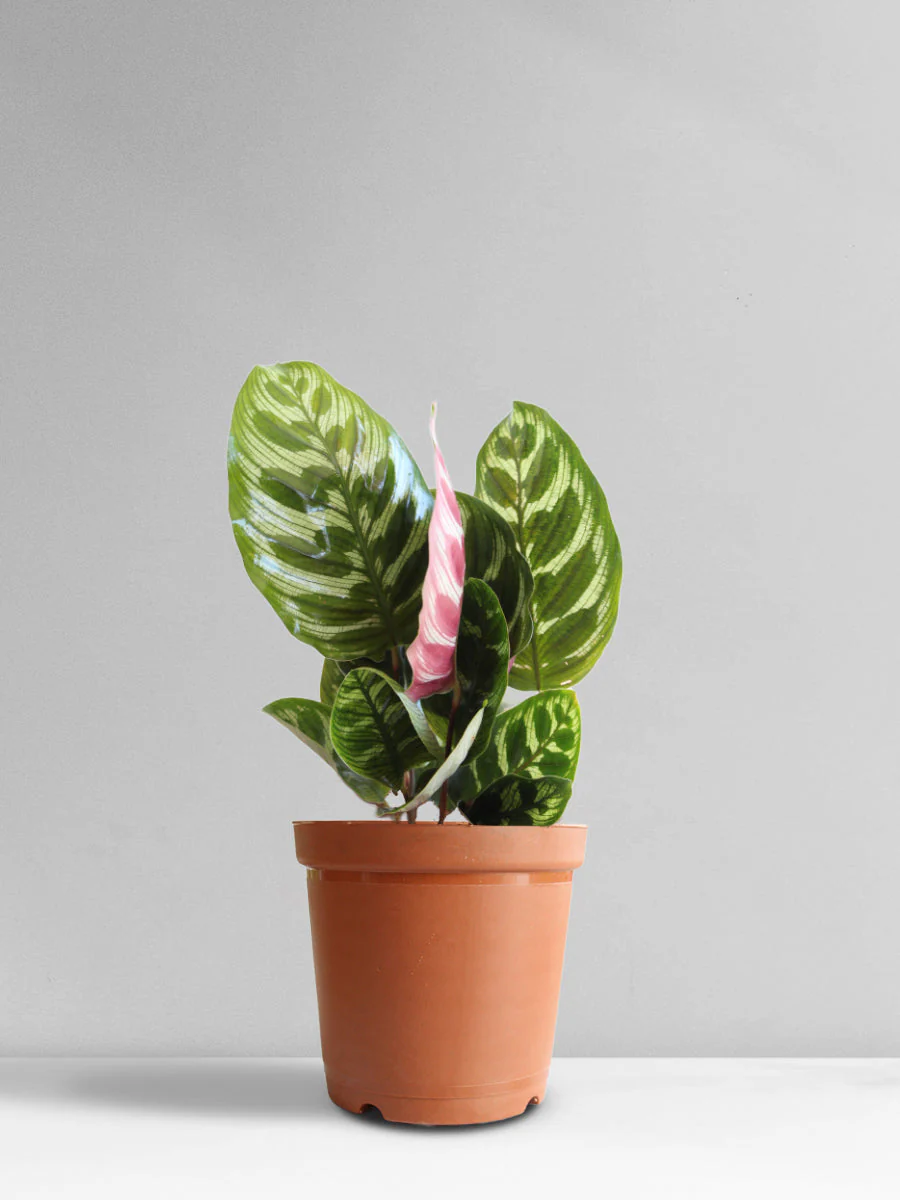 Calathea Peacock (Medium) - Image 7