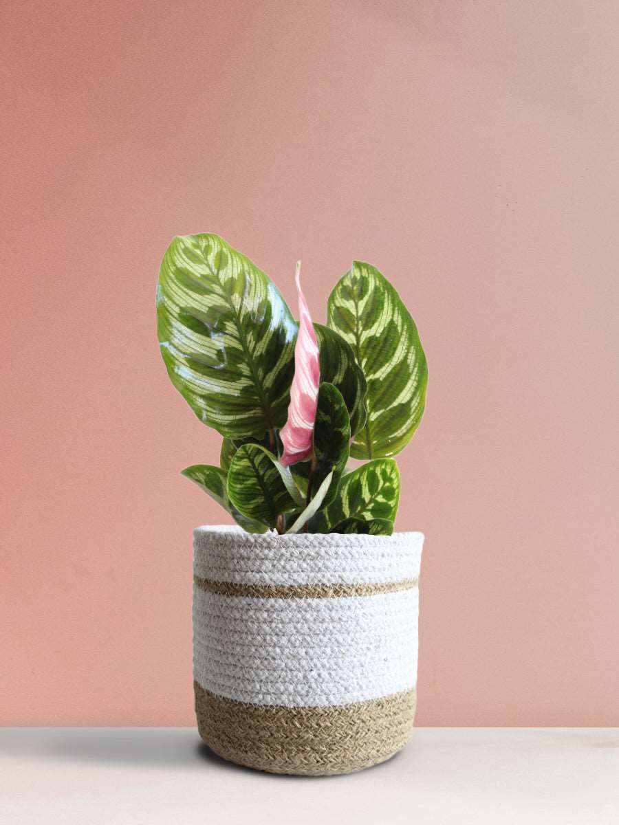 Calathea Peacock (Medium) - Image 9
