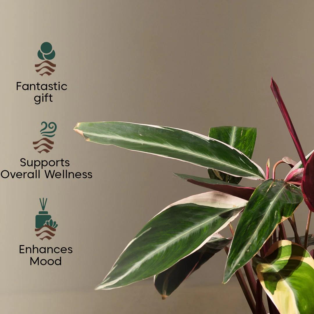 Calathea Triostar with Extra Large Self Watering Pot - Image 14