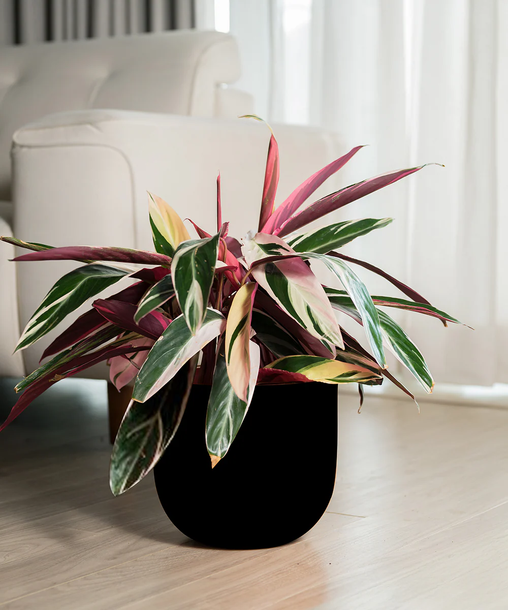 Calathea Triostar with Extra Large Self Watering Pot - Image 17