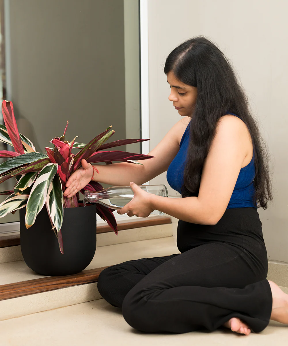 Calathea Triostar with Extra Large Self Watering Pot - Image 18