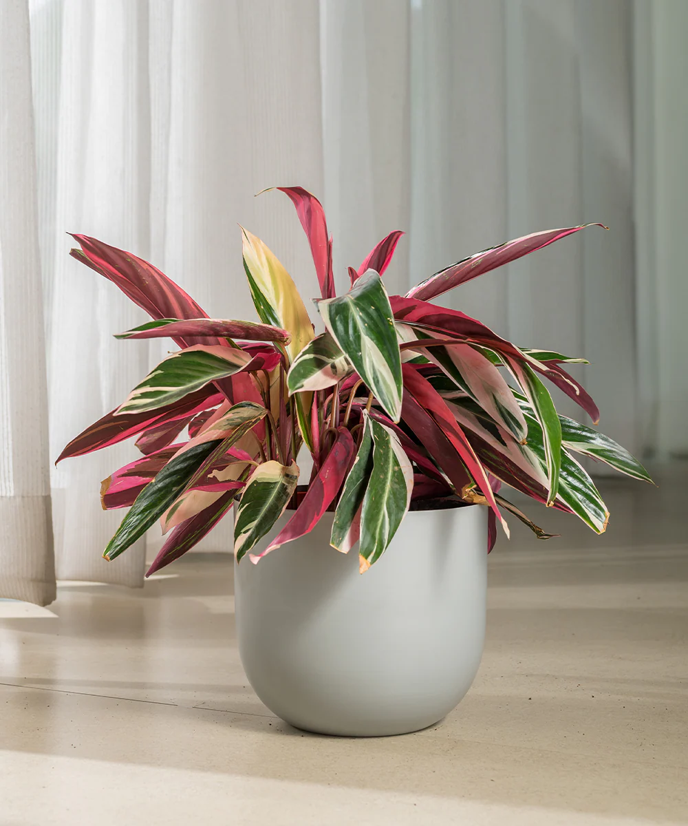 Calathea Triostar with Extra Large Self Watering Pot - Image 6