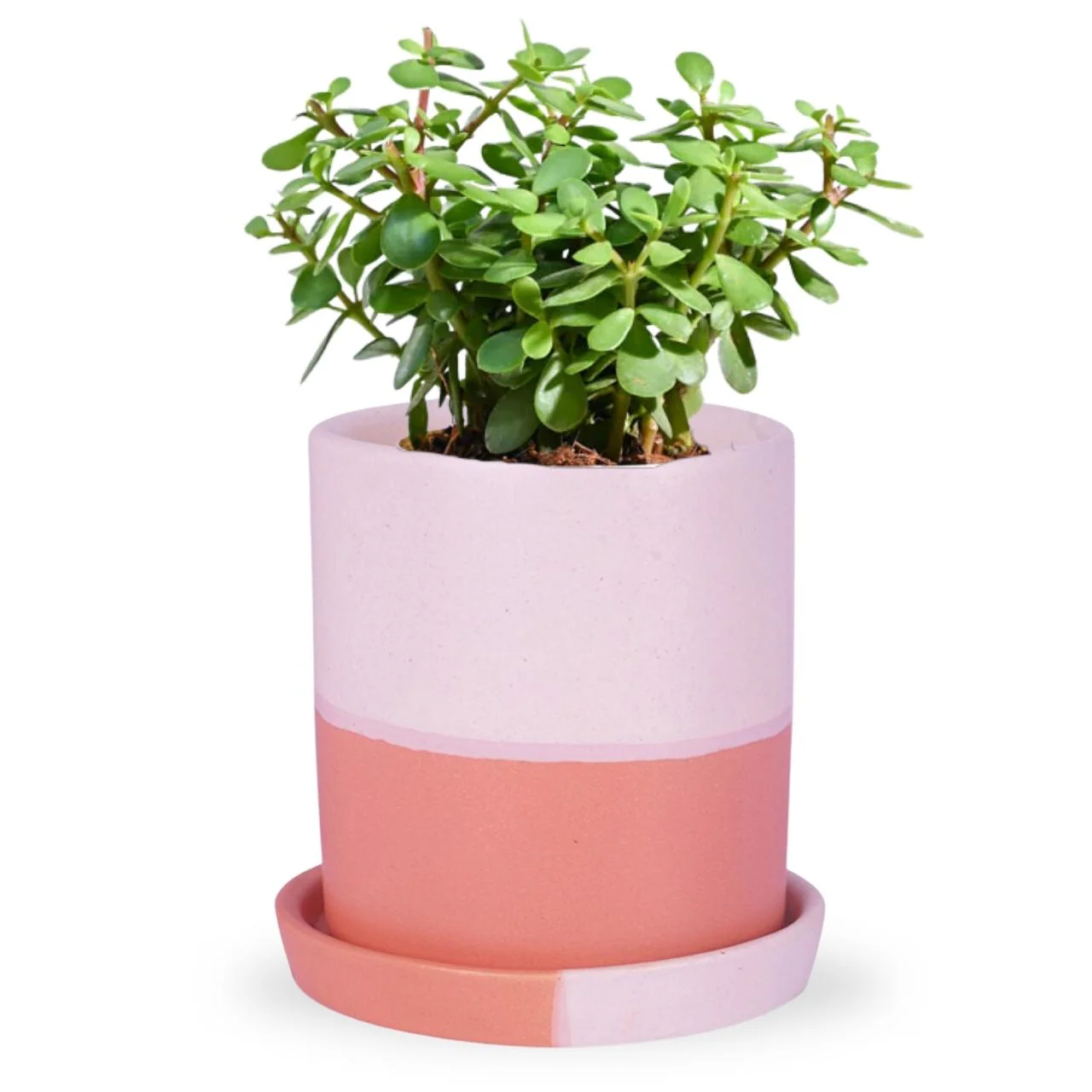 Ceramic Plant Pot - Image 6