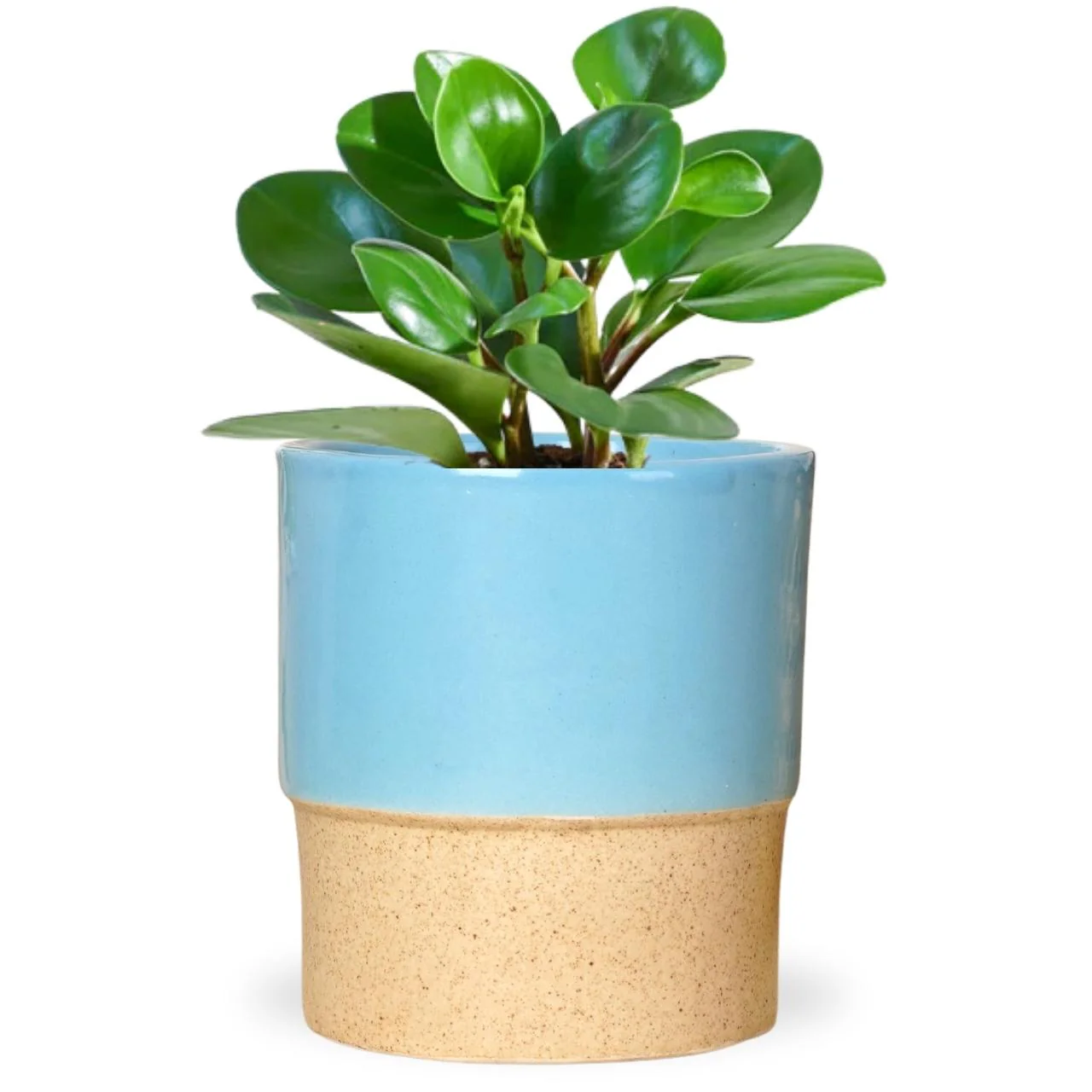 Ceramic Plant Pot - Image 6