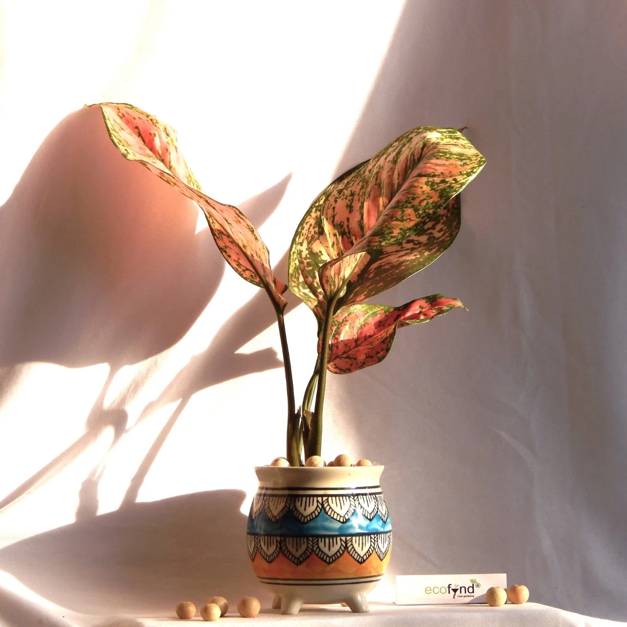 Ceramic Plant Pot - Image 5