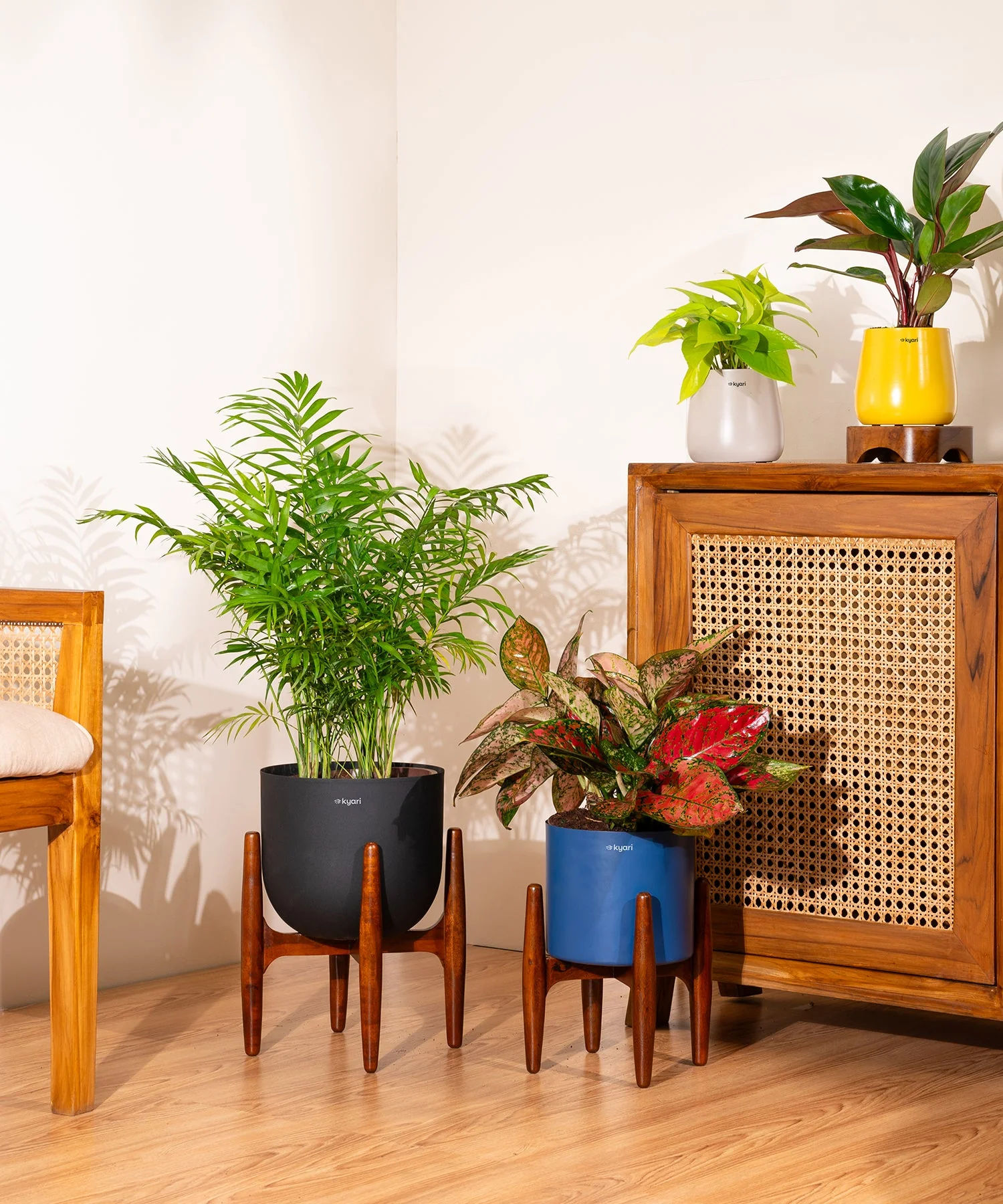 Chamaedorea palm with Extra Large Self Watering Pot - Image 16