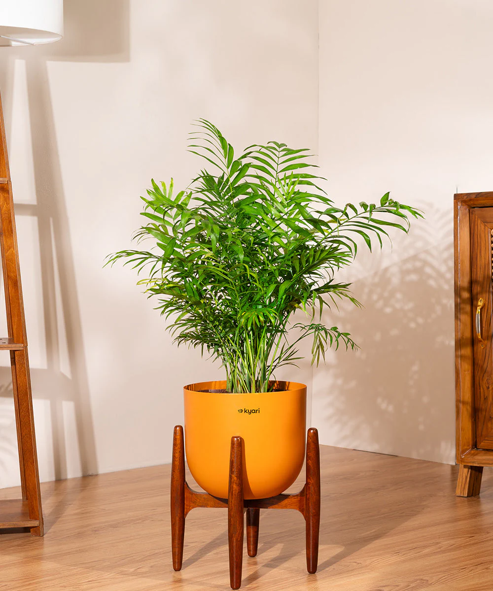 Chamaedorea palm with Extra Large Self Watering Pot - Image 19
