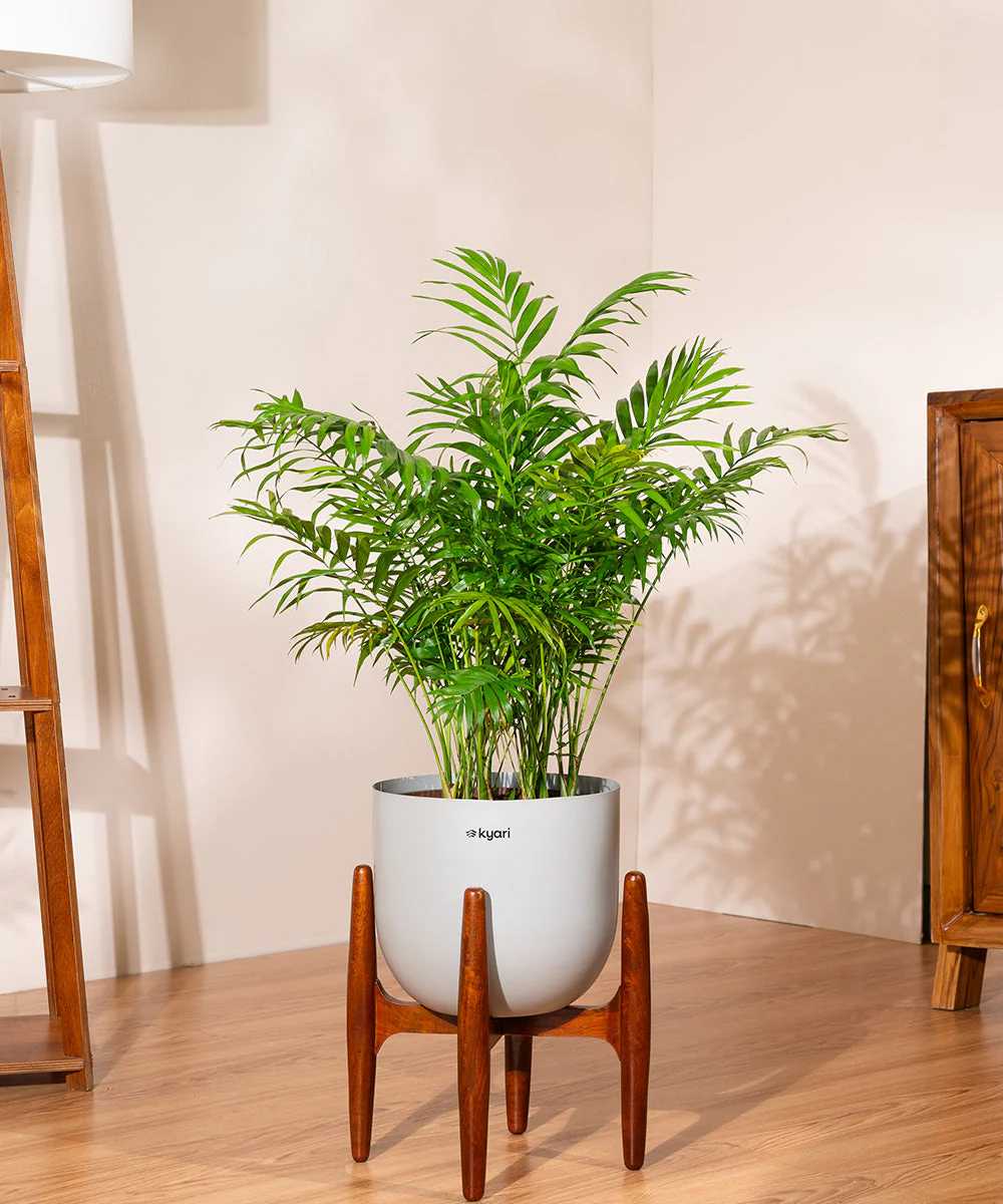 Chamaedorea palm with Extra Large Self Watering Pot - Image 31