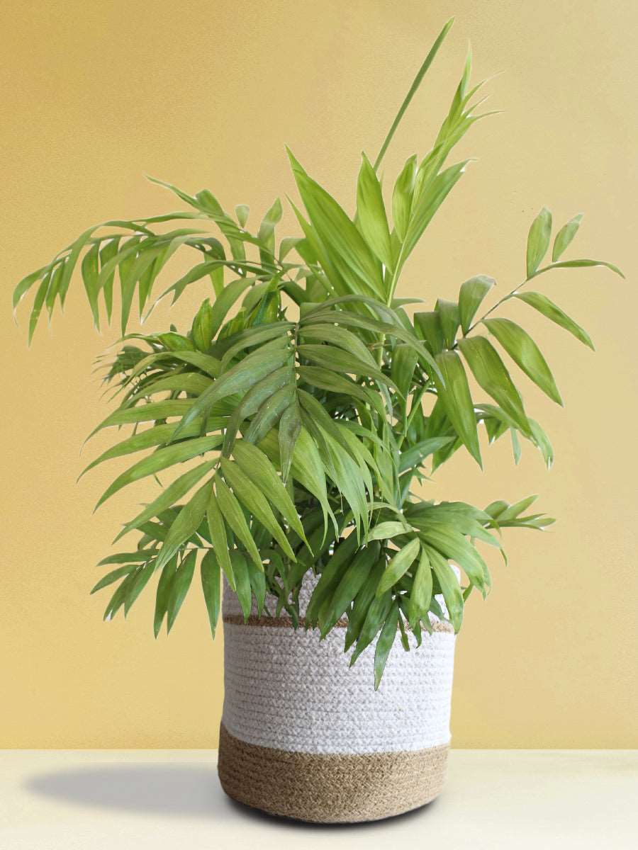 Chamaedorea Palm (X-Large) - Image 4