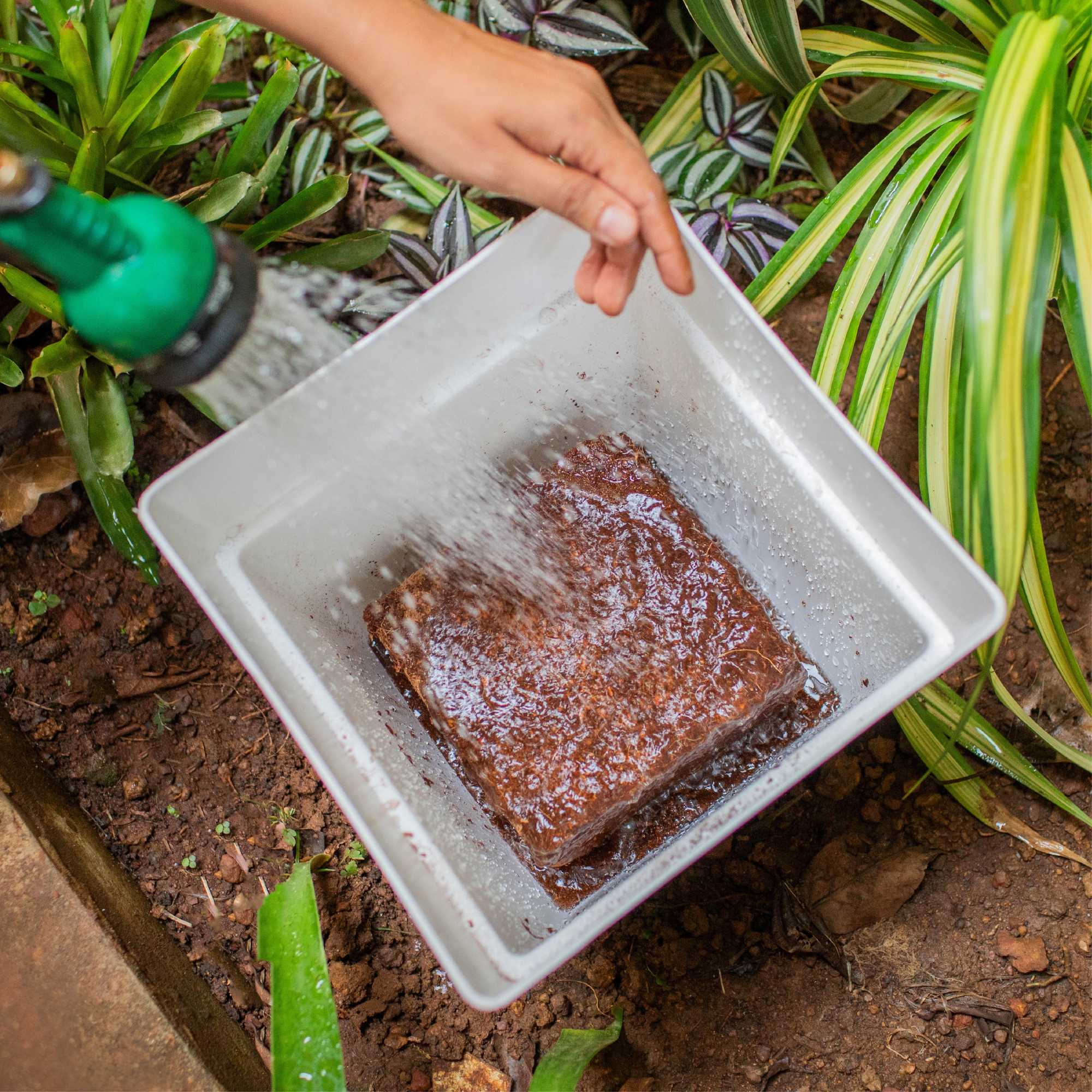 Cocopeat | Organic Fertilizer - Image 7