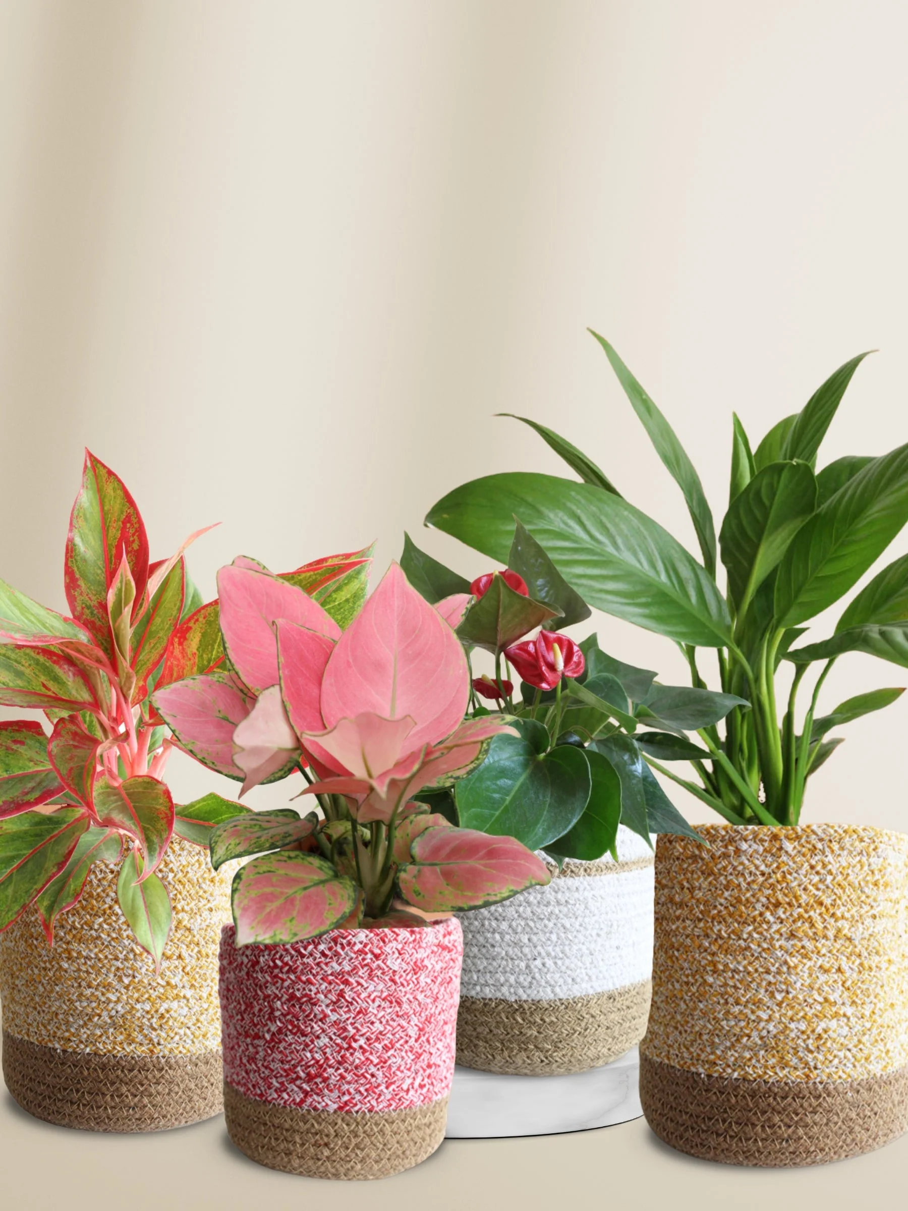 Colorful Air-Purifying Plants Combo for Bedroom