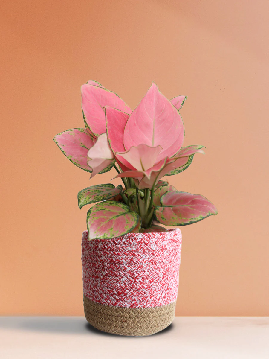 Colorful Air-Purifying Plants Combo for Bedroom - Image 3