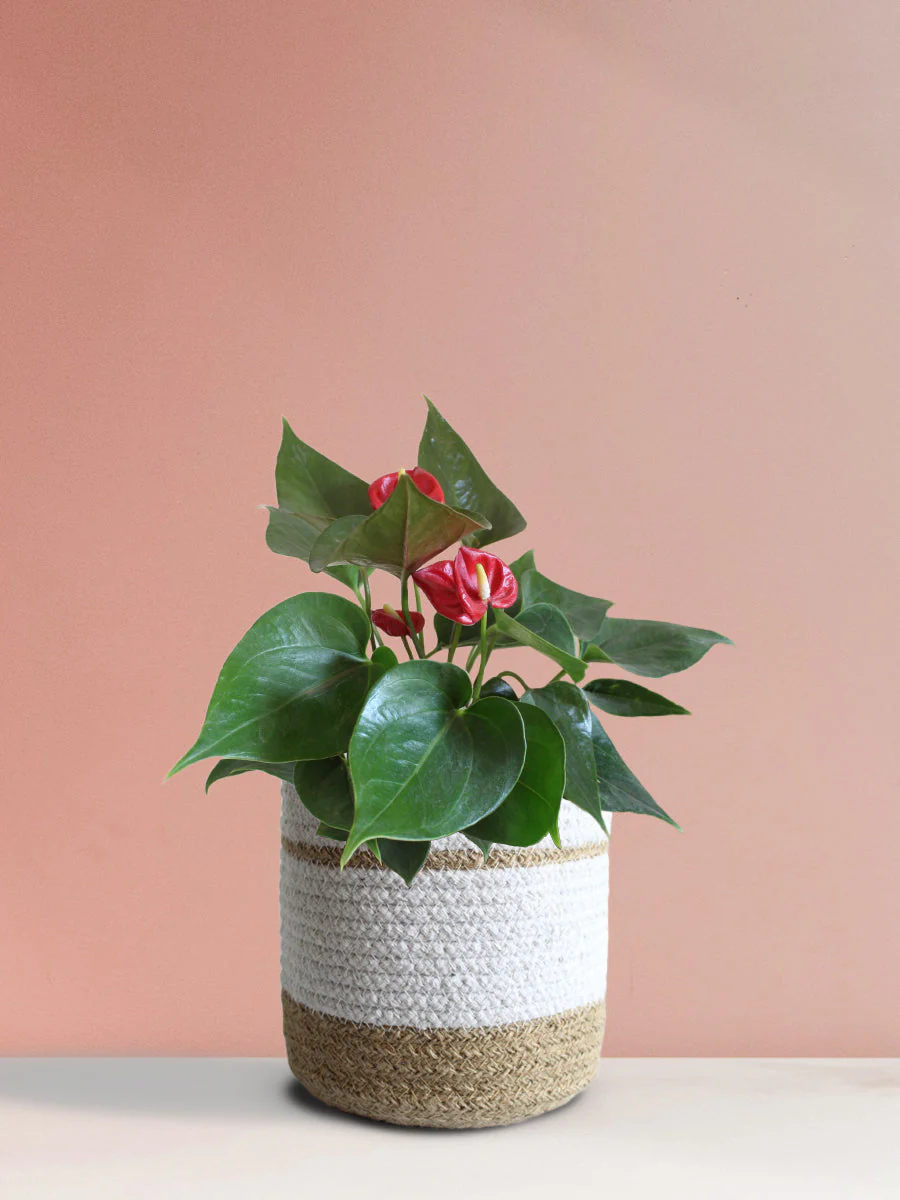 Colorful Air-Purifying Plants Combo for Bedroom - Image 4