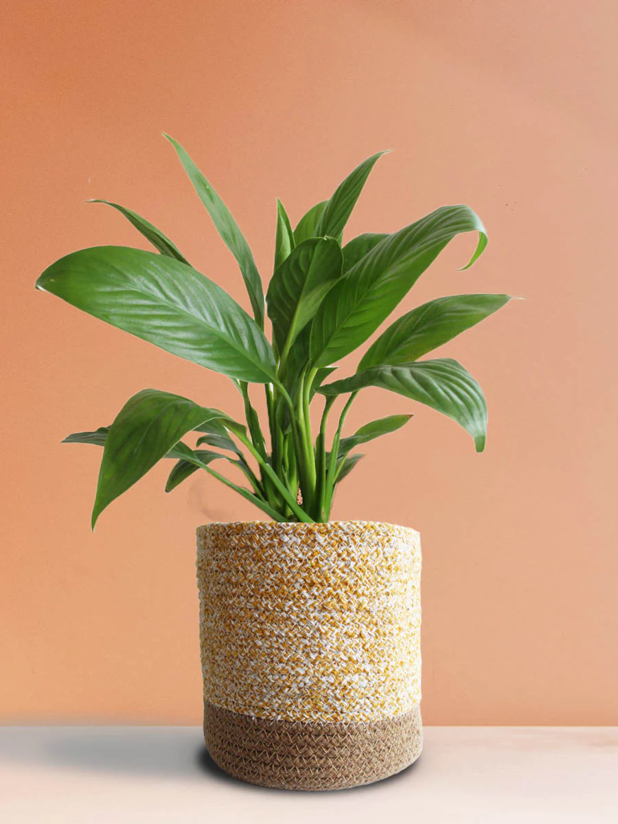 Colorful Air-Purifying Plants Combo for Bedroom - Image 5