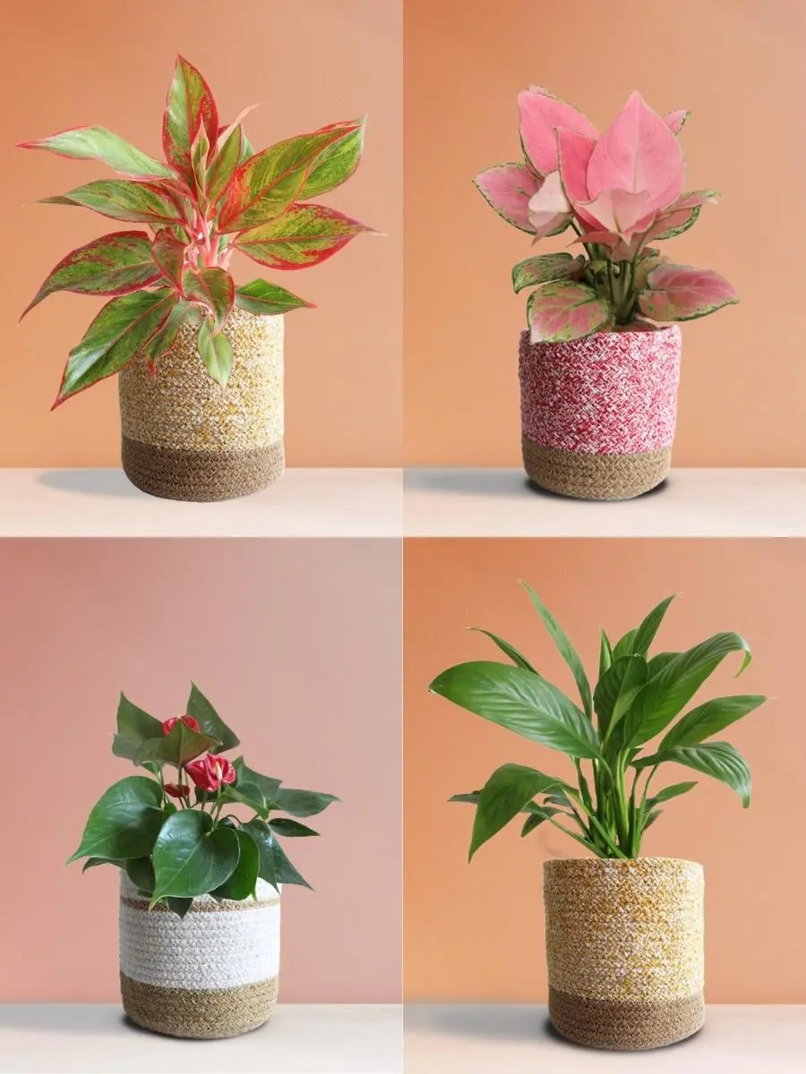Colorful Air-Purifying Plants Combo for Bedroom - Image 6