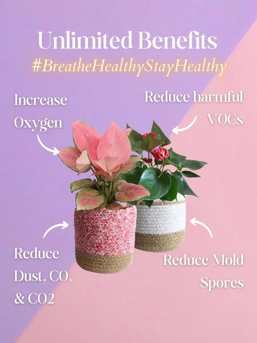 Colorful Air-Purifying Plants Combo for Bedroom - Image 7