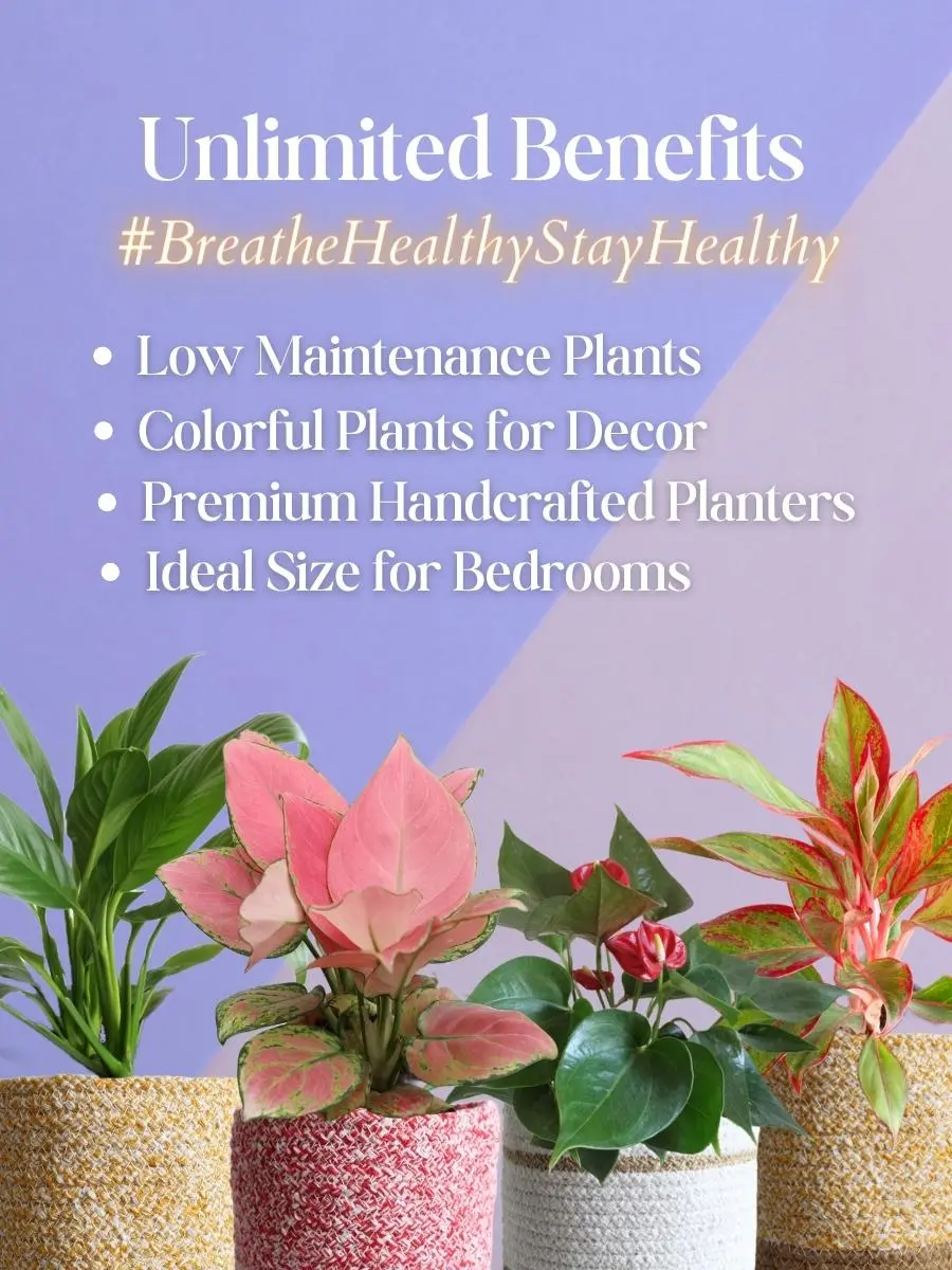 Colorful Air-Purifying Plants Combo for Bedroom - Image 9