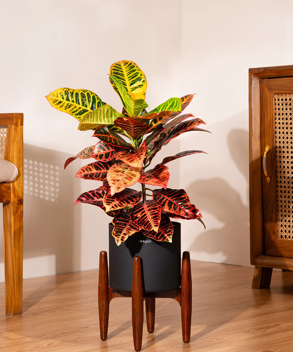 Croton Petra with Large Metal Self Watering Pot_ - Image 108