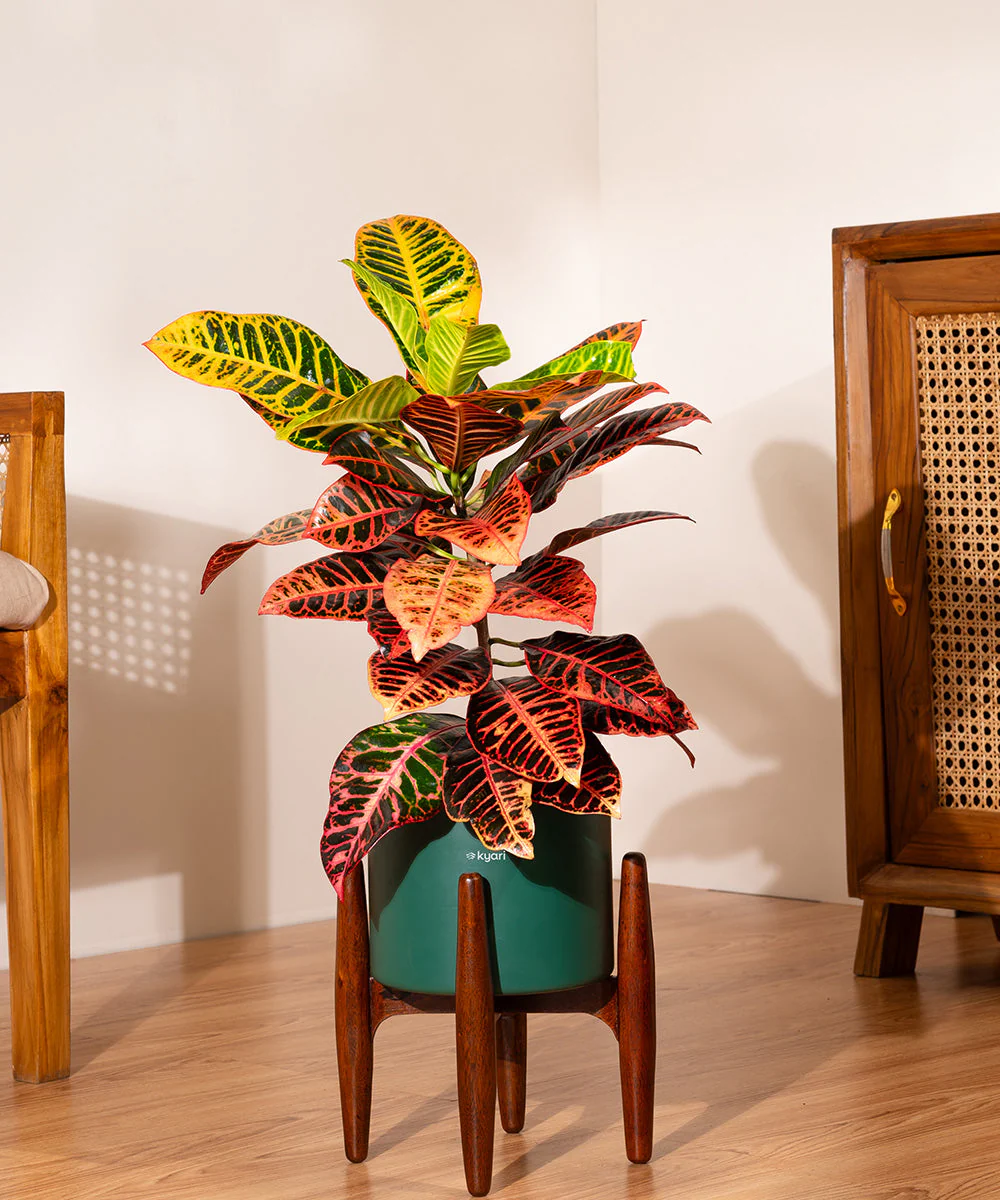 Croton Petra with Large Metal Self Watering Pot_ - Image 140