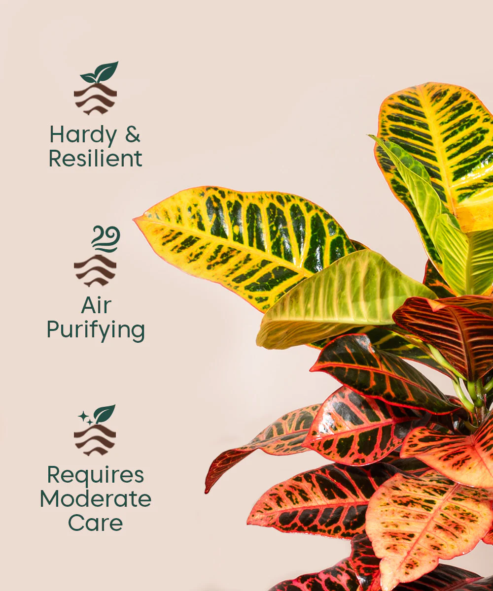 Croton Petra with Large Metal Self Watering Pot_ - Image 15