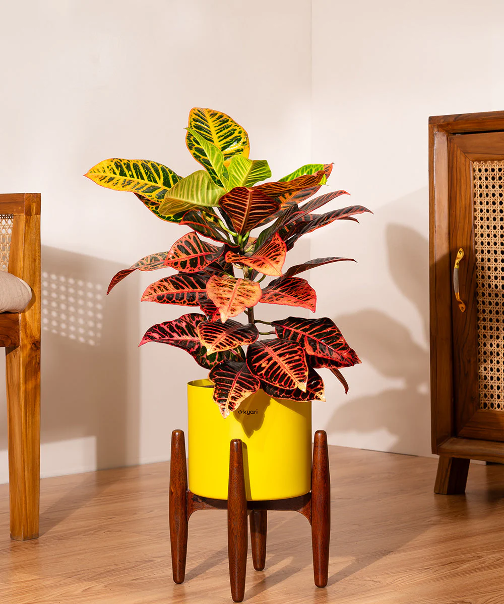 Croton Petra with Large Metal Self Watering Pot_ - Image 214