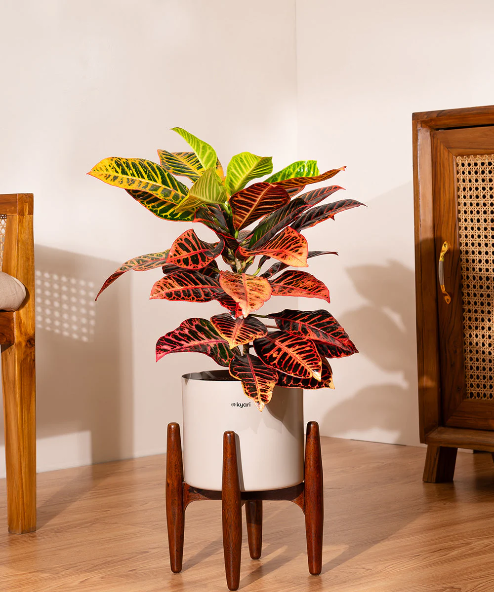 Croton Petra with Large Metal Self Watering Pot_ - Image 225